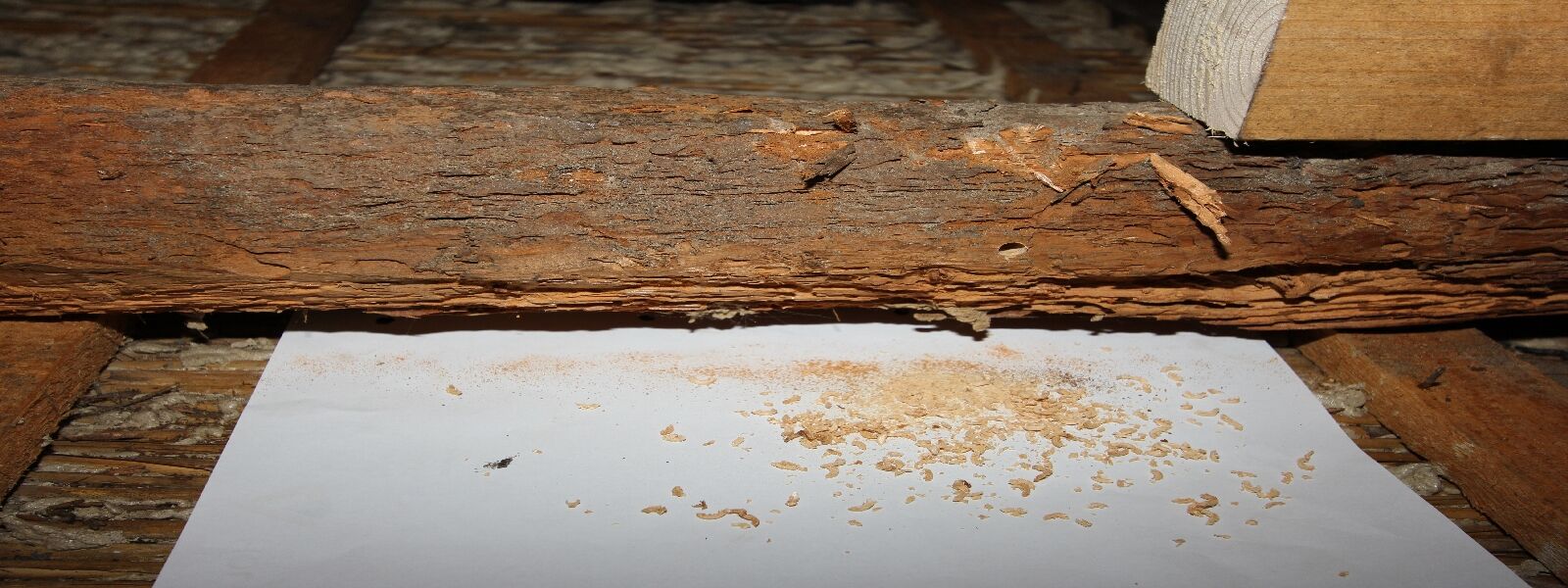 Mein alternativer Text